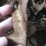 灵芝切片15~18公分