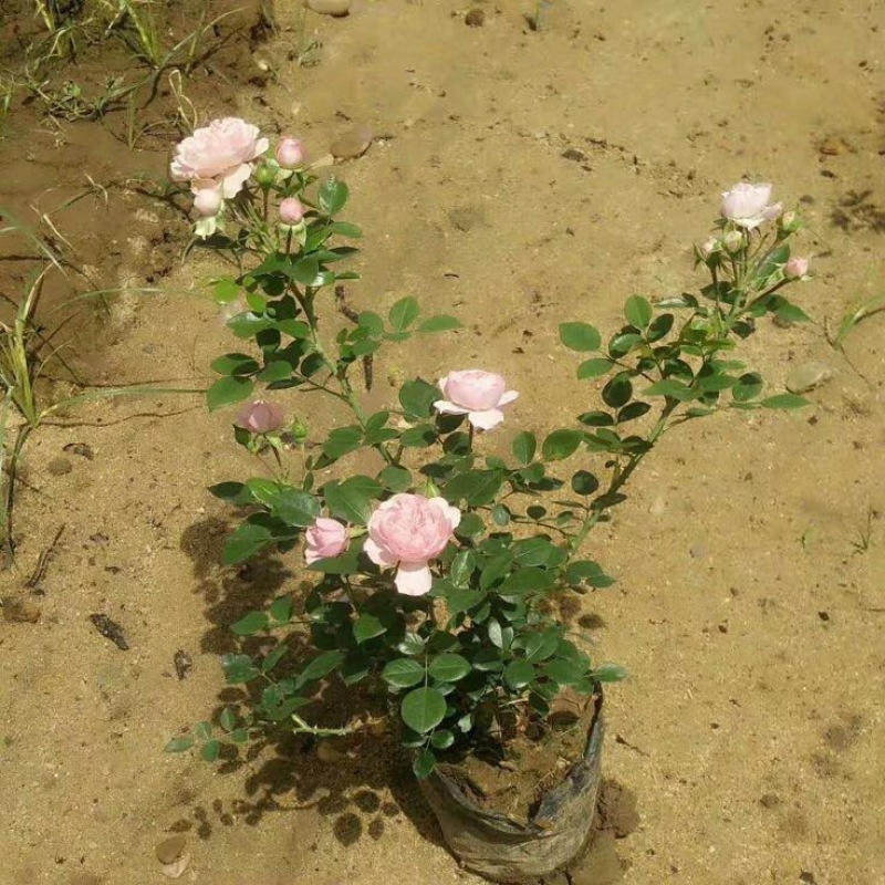 欧洲月季40~50cm月季树，3公分树状月季，月季树批