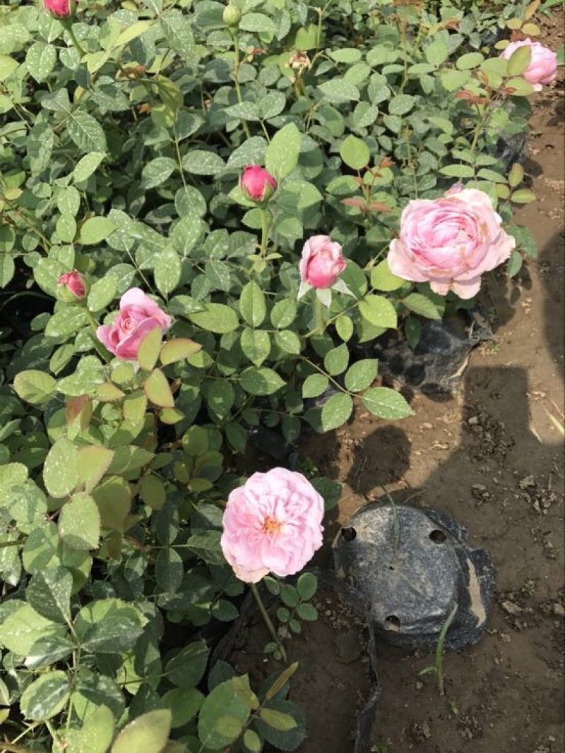 欧洲月季40~50cm月季树，3公分树状月季，月季树批