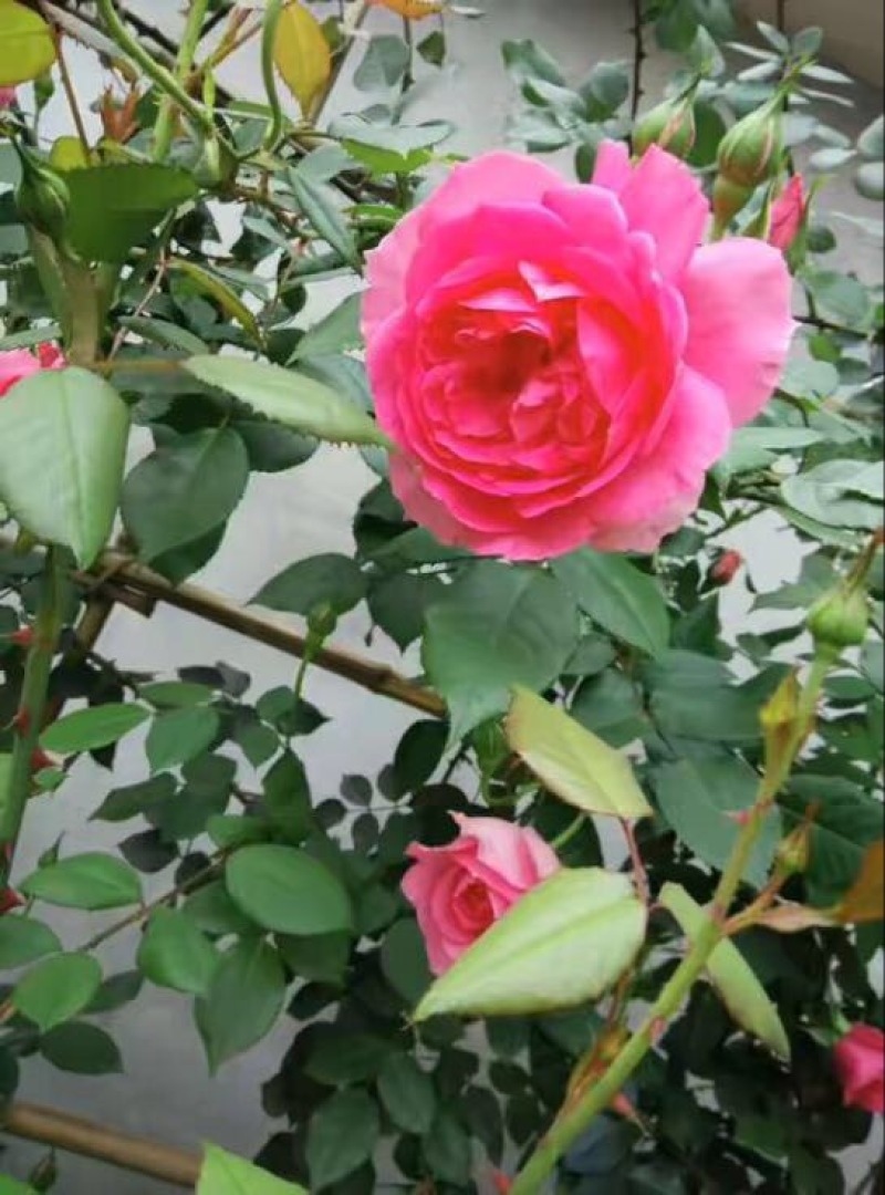 欧洲月季40~50cm月季树，3公分树状月季，月季树批