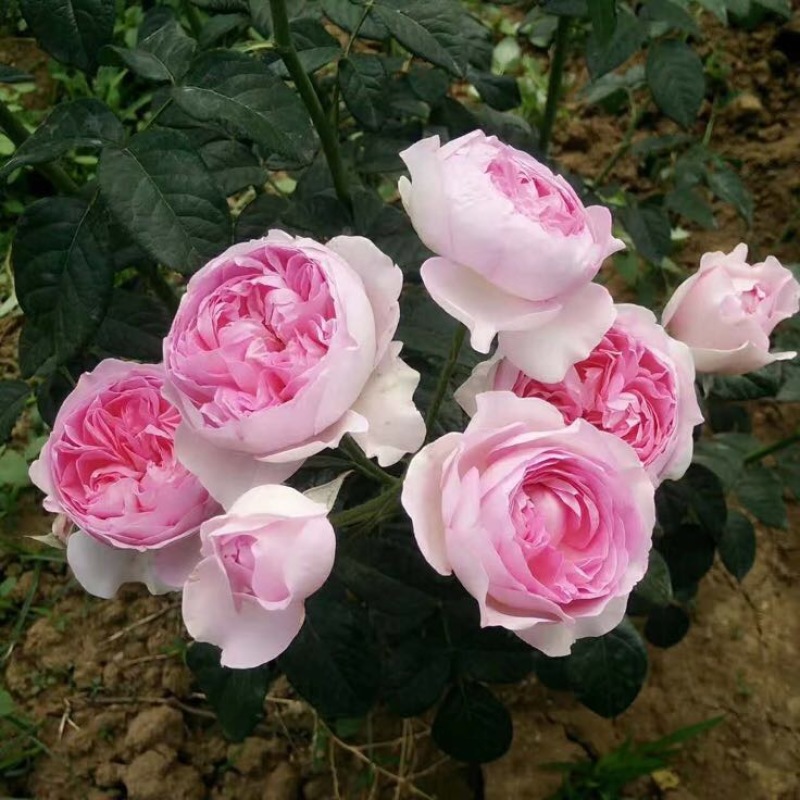 欧洲月季40~50cm月季树，3公分树状月季，月季树批
