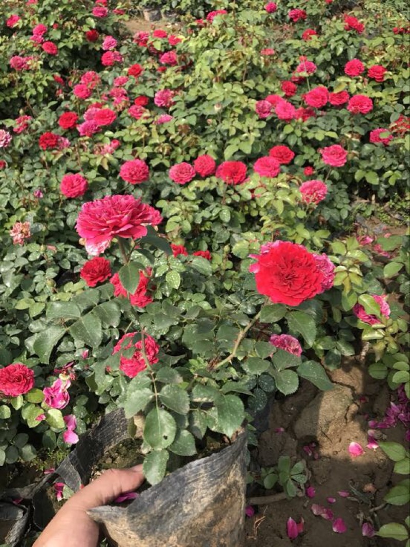 欧洲月季40~50cm月季树，3公分树状月季，月季树批