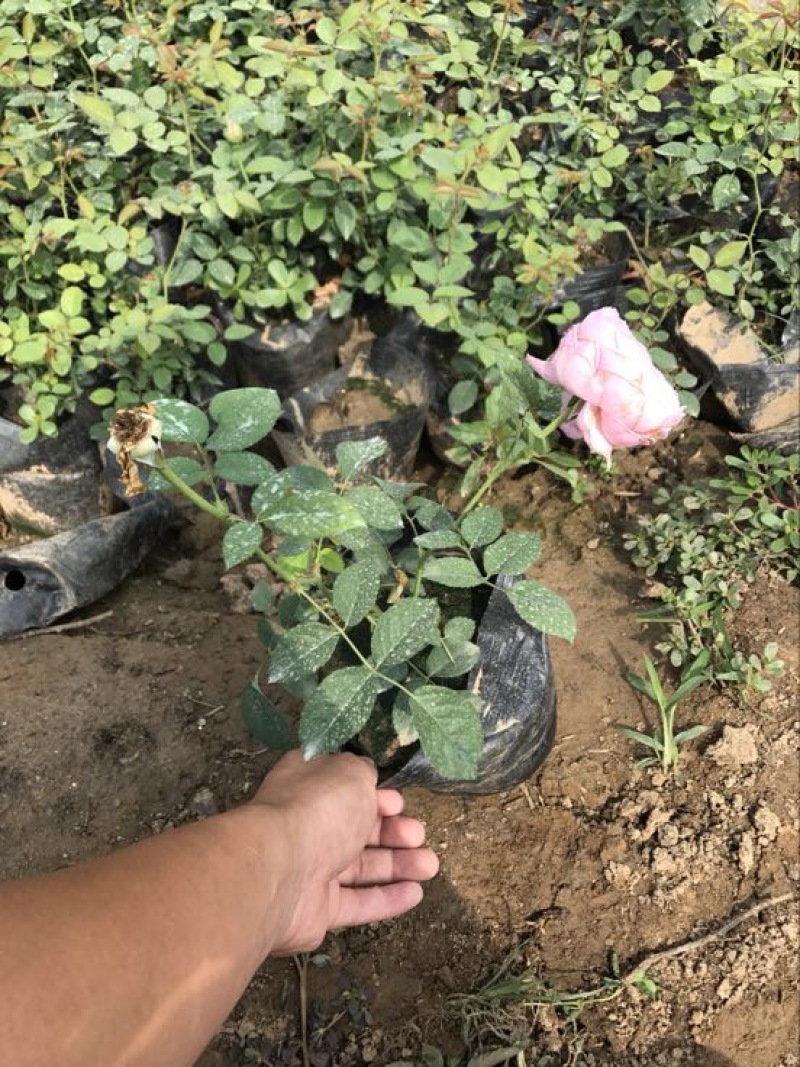 欧洲月季40~50cm月季树，3公分树状月季，月季树批