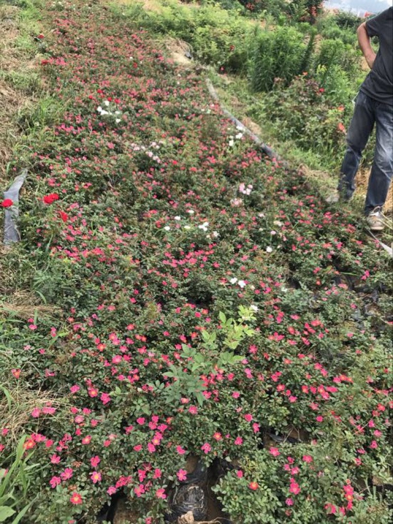微型月季20~30cm月季树，3公分树状月季，月季树批
