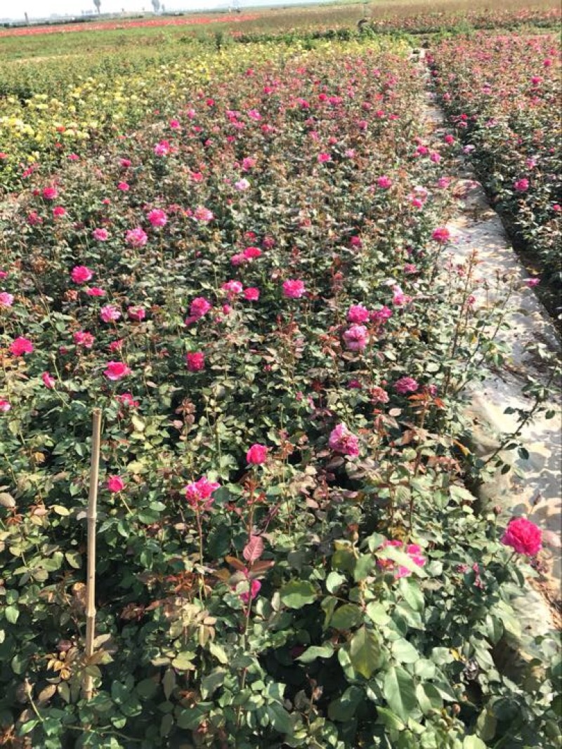 大花月季50~60cm月季树，3公分树状月季，月季树批