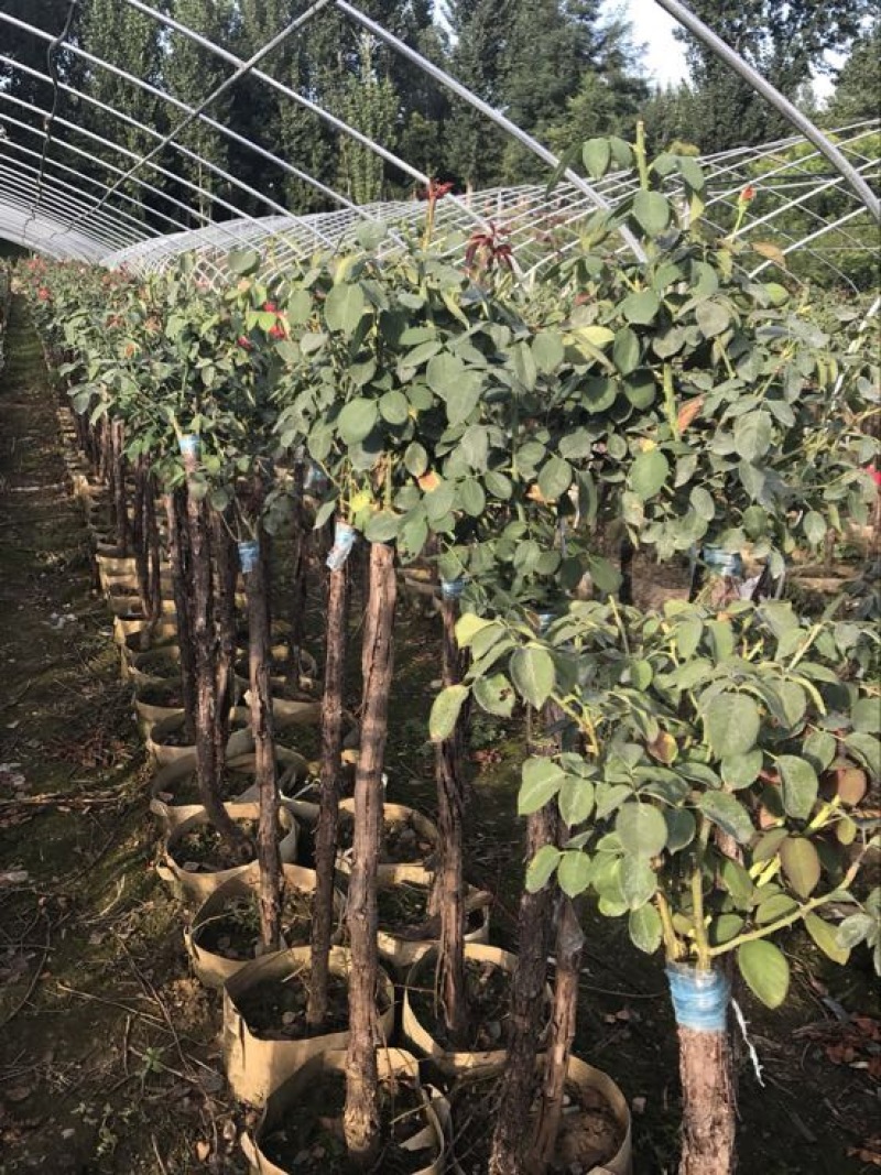 树状月季80cm以上月季树，3公分树状月季，月季树批发