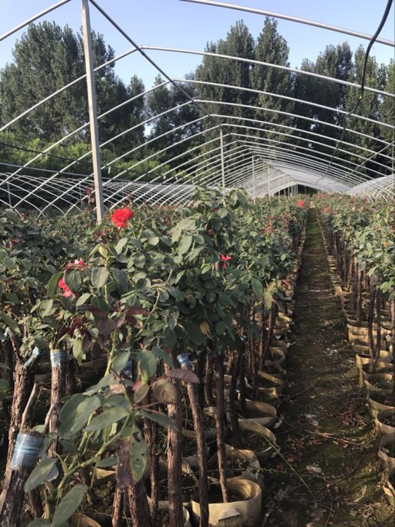 树状月季80cm以上月季树，3公分树状月季，月季树批发