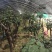 树状月季80cm以上月季树，3公分树状月季，月季树批发