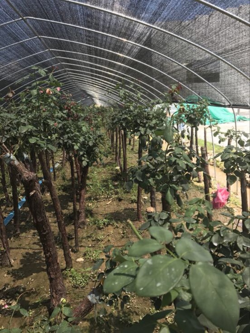 树状月季80cm以上月季树，3公分树状月季，月季树批发