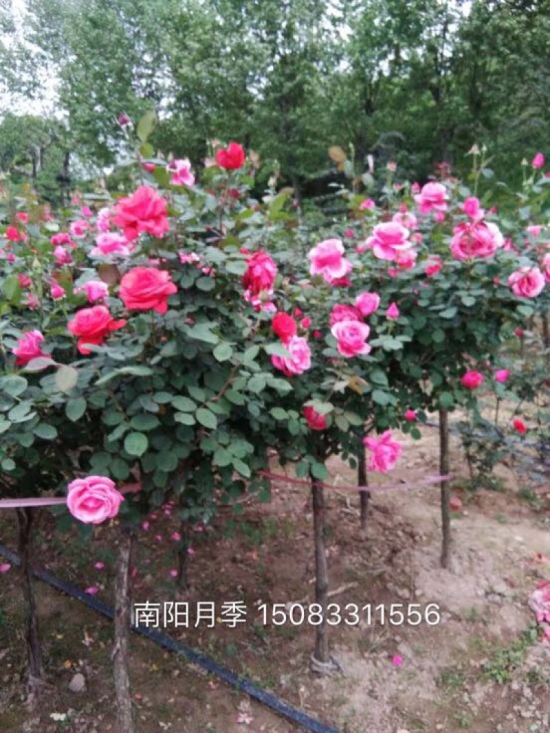 月季80cm以上月季树，3公分树状月季，月季树批发，高
