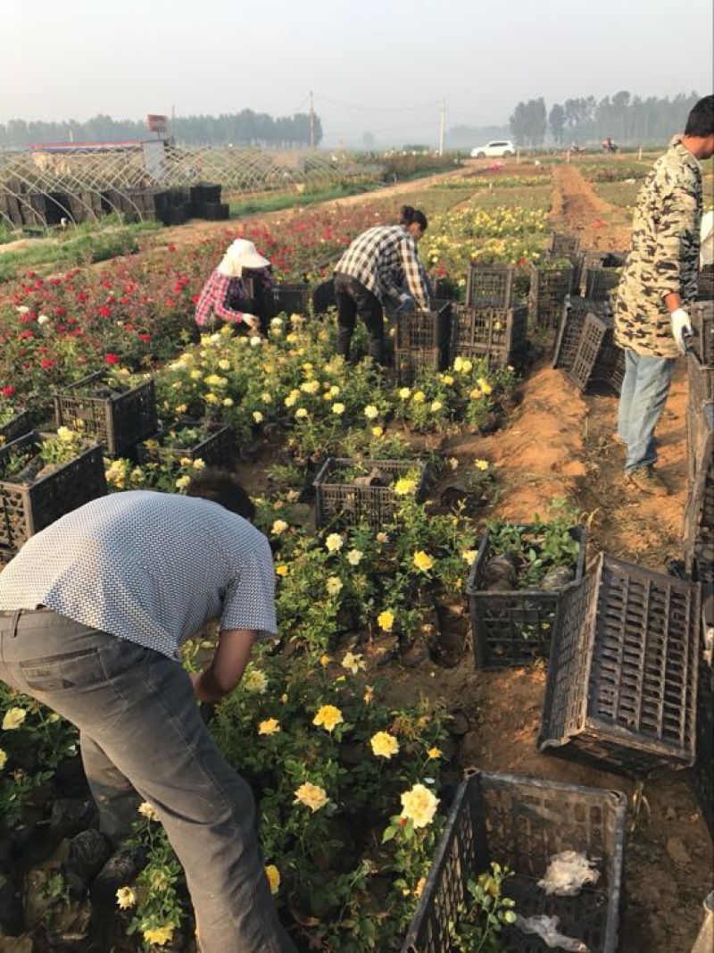 月季80cm以上月季树，3公分树状月季，月季树批发，高