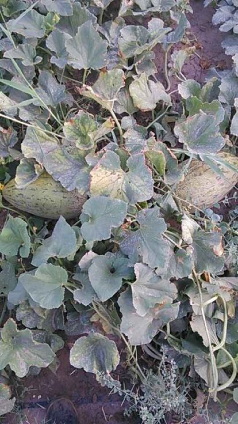 黄86哈密瓜3斤以上椭圆形