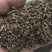 苦豆子甘肃民勤沙漠苦豆子高原苦豆子野生植物