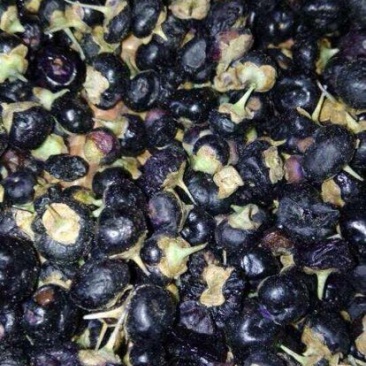 黑枸杞干货头茬