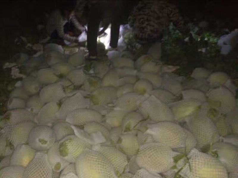西州蜜瓜5斤以上椭圆形
