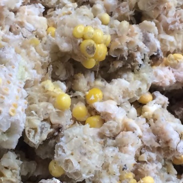 羊饲料18个月