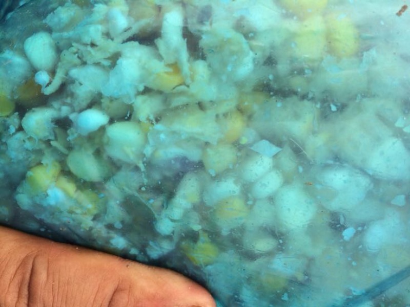 羊饲料18个月