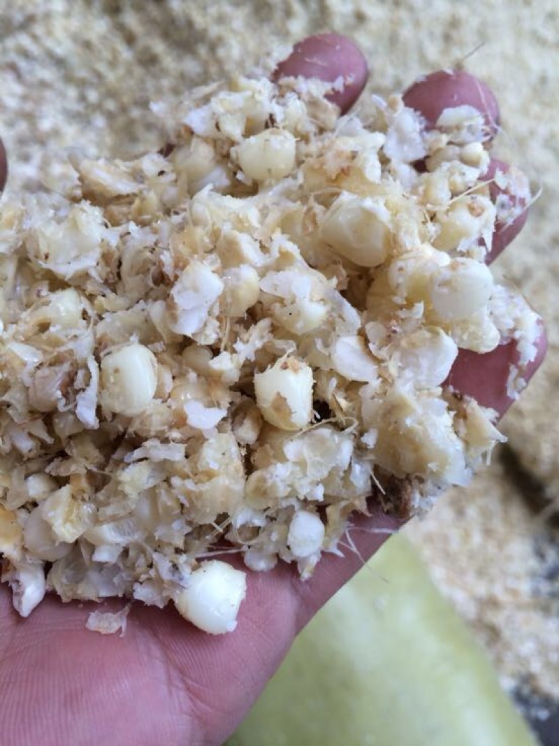 羊饲料18个月