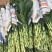 富贵竹水养绿植易养活