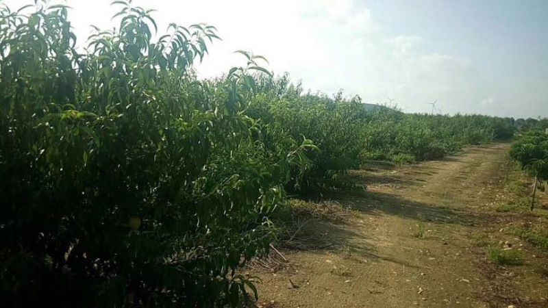 黄桃罐头桃