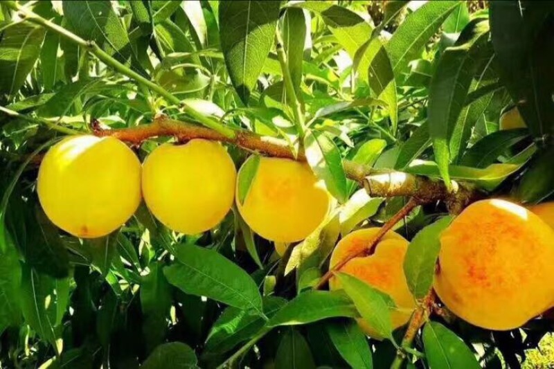 黄桃罐头桃