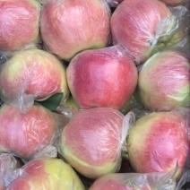 莫里斯苹果80mm以上膜袋！货源充足！