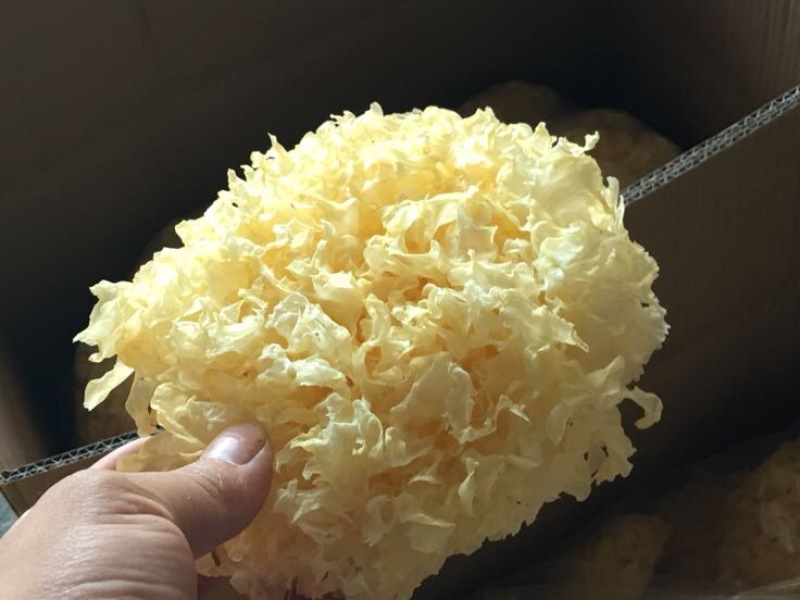 银耳一级一件代发专拍