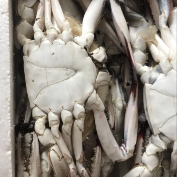 疣状梭子蟹食用