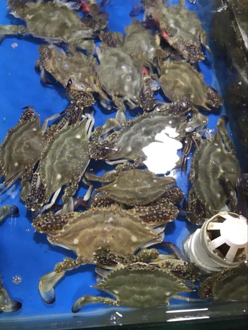 疣状梭子蟹食用