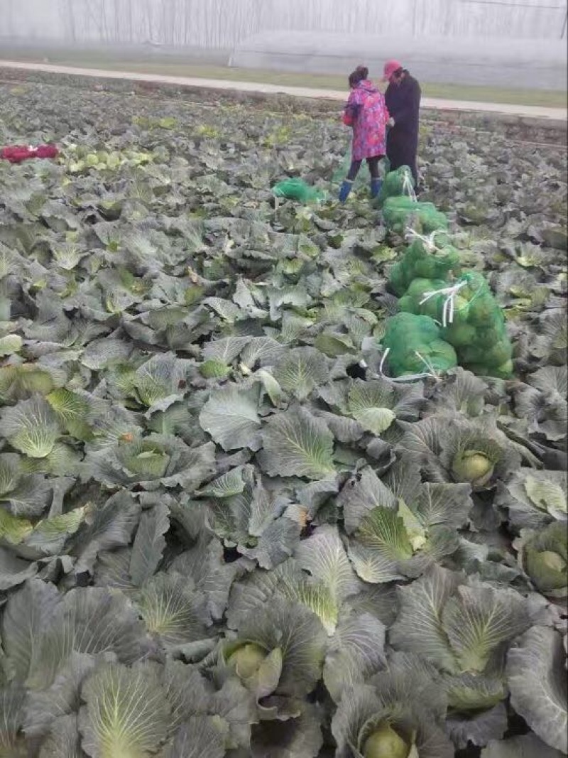 圆包菜量大质优基地直供0.5~1公斤精品