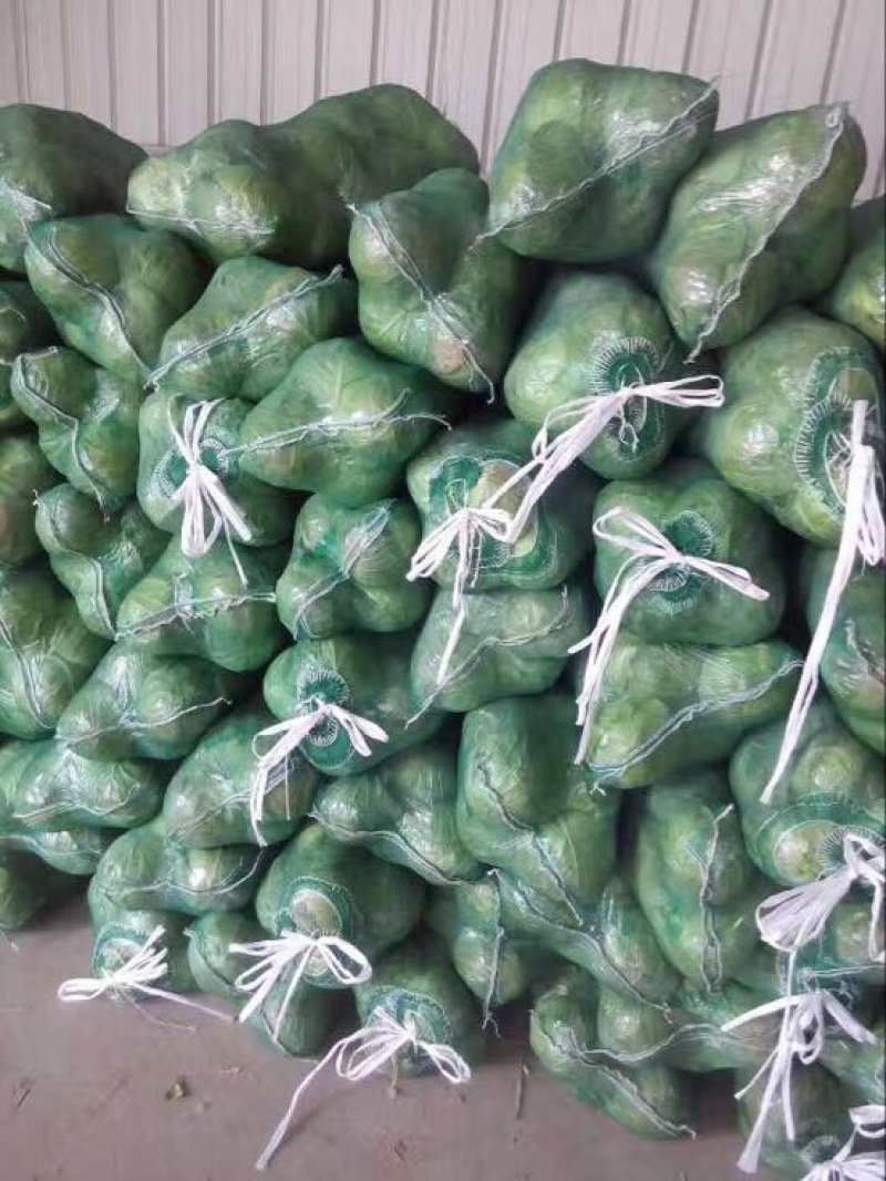 圆包菜量大质优基地直供0.5~1公斤精品