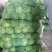 圆包菜量大质优基地直供0.5~1公斤精品