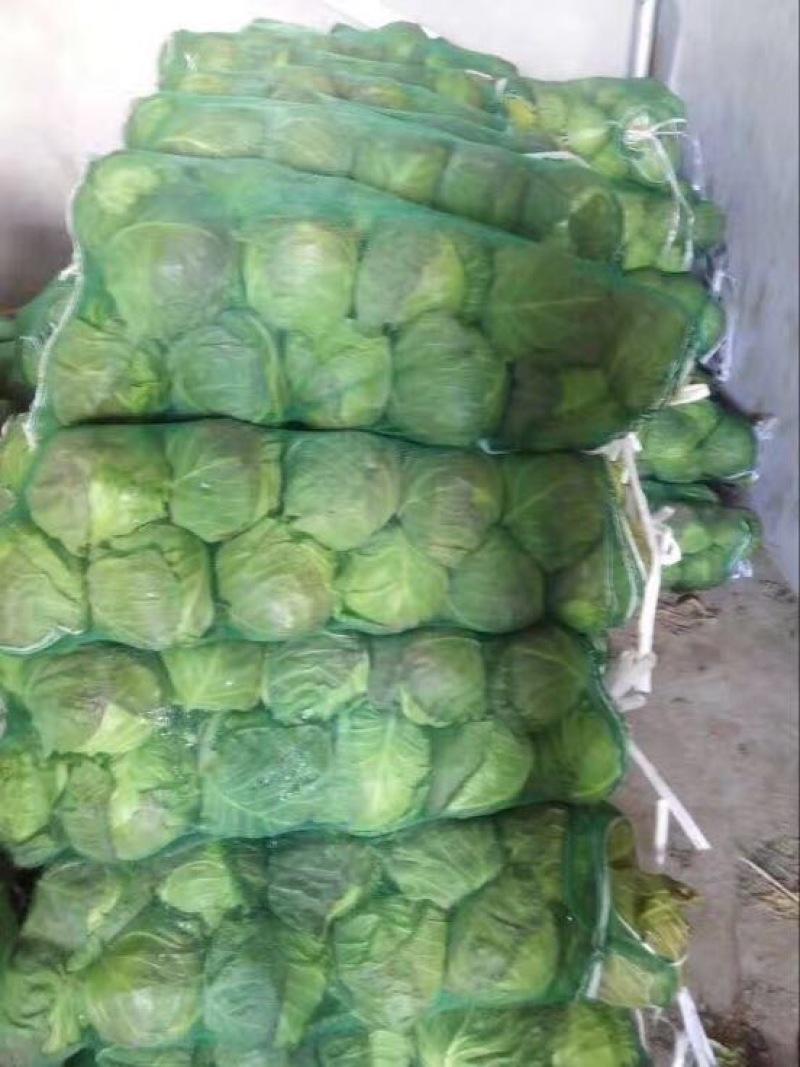 圆包菜量大质优基地直供0.5~1公斤精品