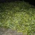 普洱茶特级
