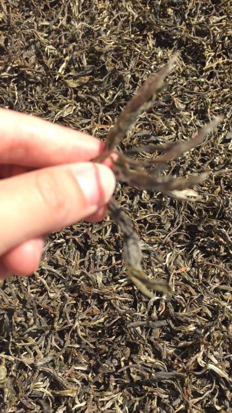 百年大树茶二级