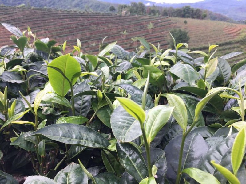 百年大树茶二级