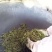 百年大树茶二级