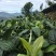 百年大树茶二级