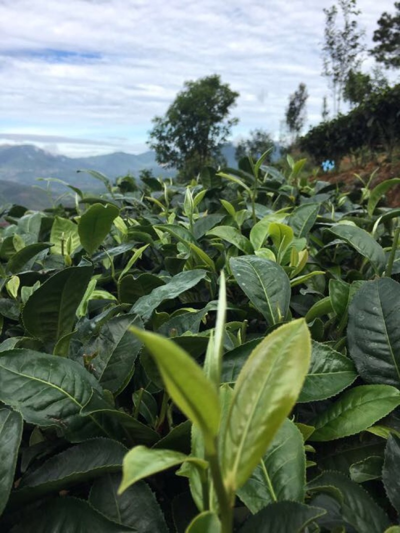 百年大树茶二级