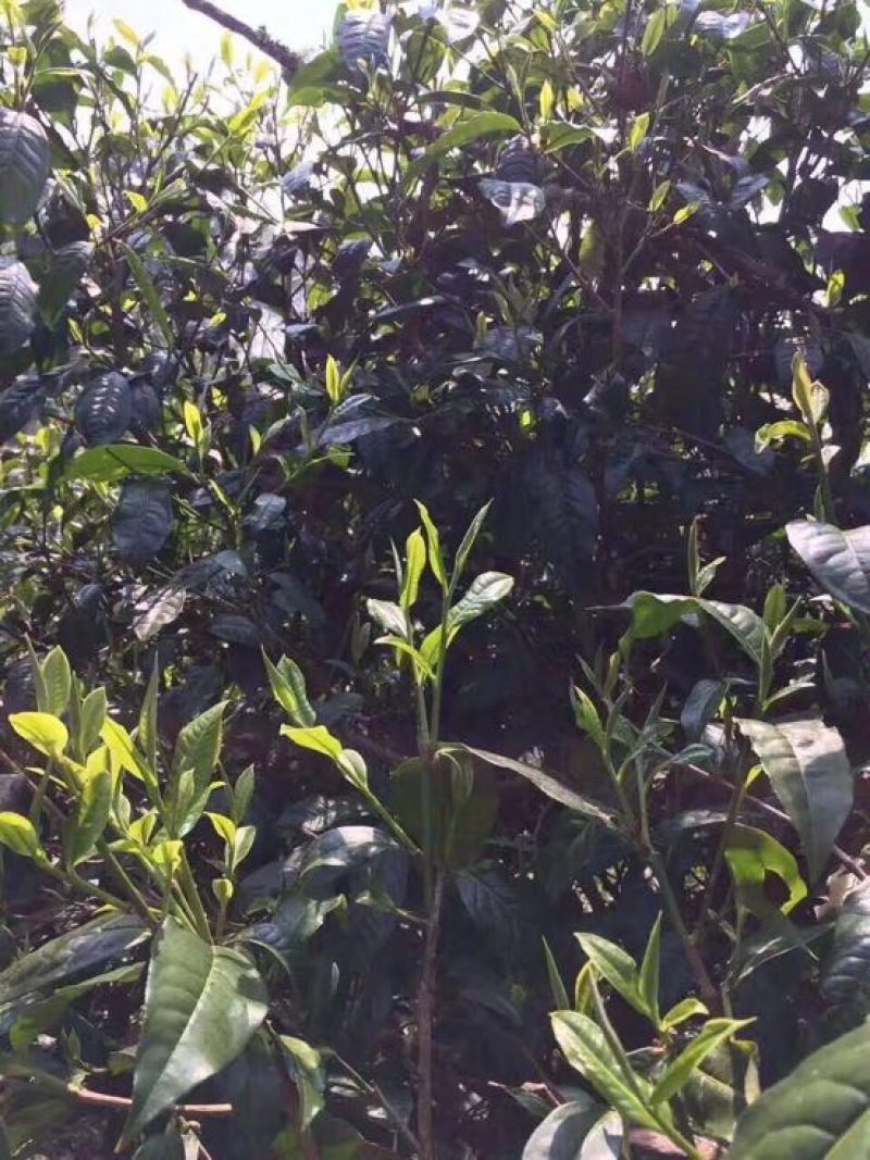 百年大树茶二级