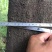 小叶朴20cm以上10~20cm