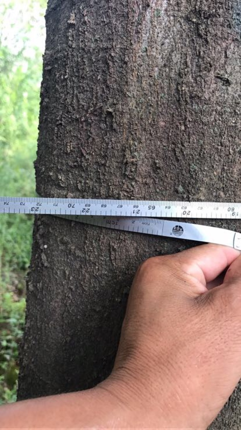 小叶朴20cm以上10~20cm