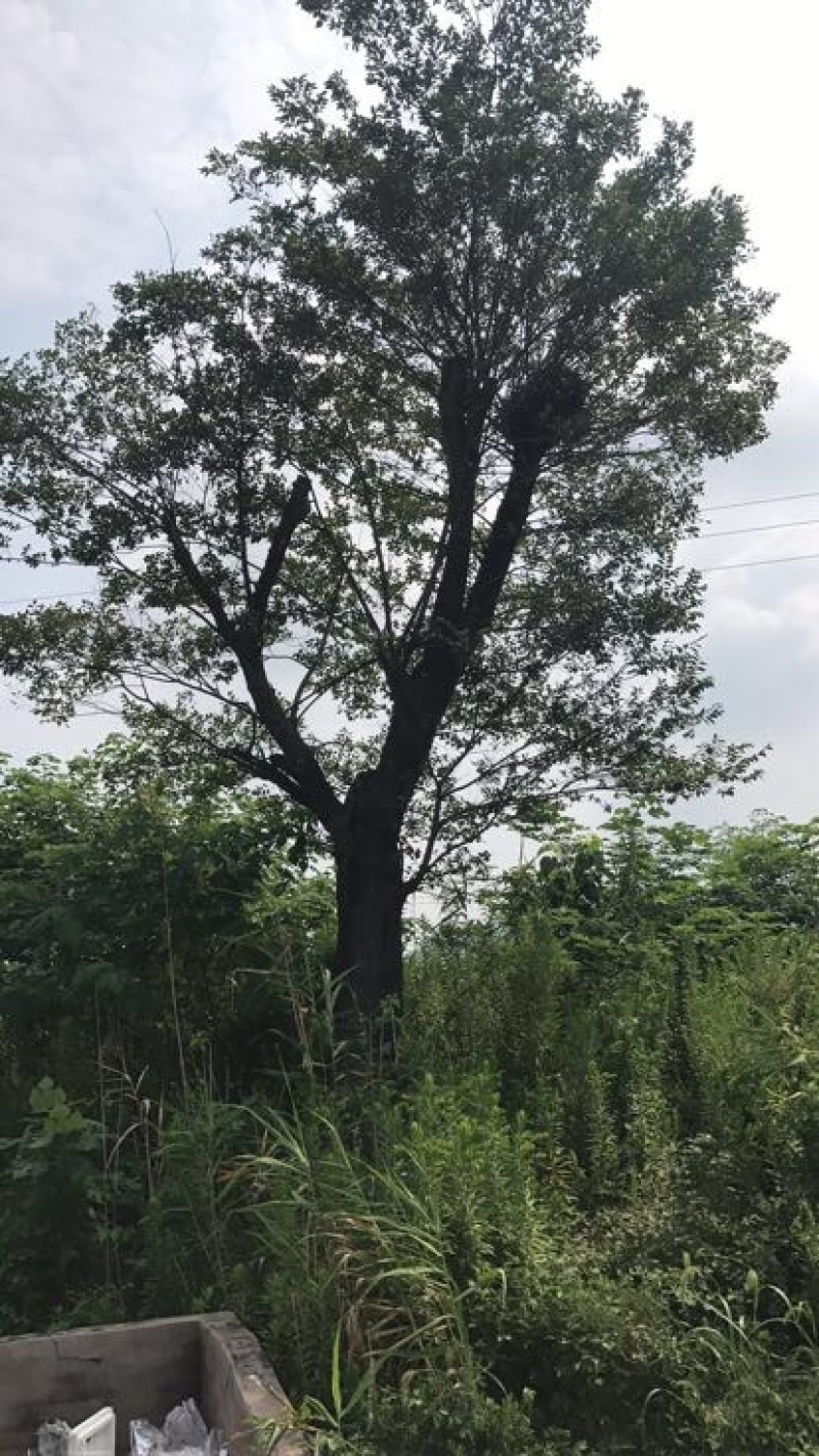 小叶朴20cm以上10~20cm