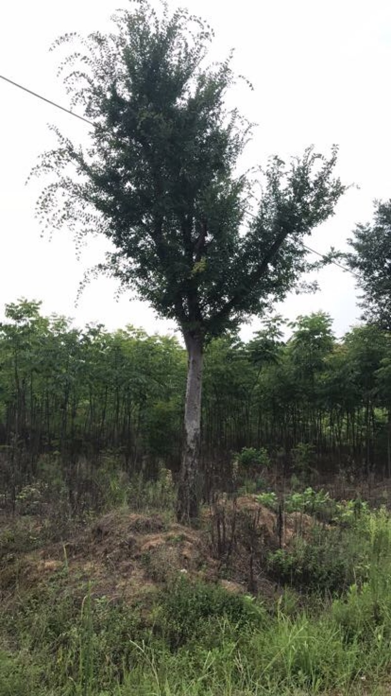 小叶朴20cm以上10~20cm