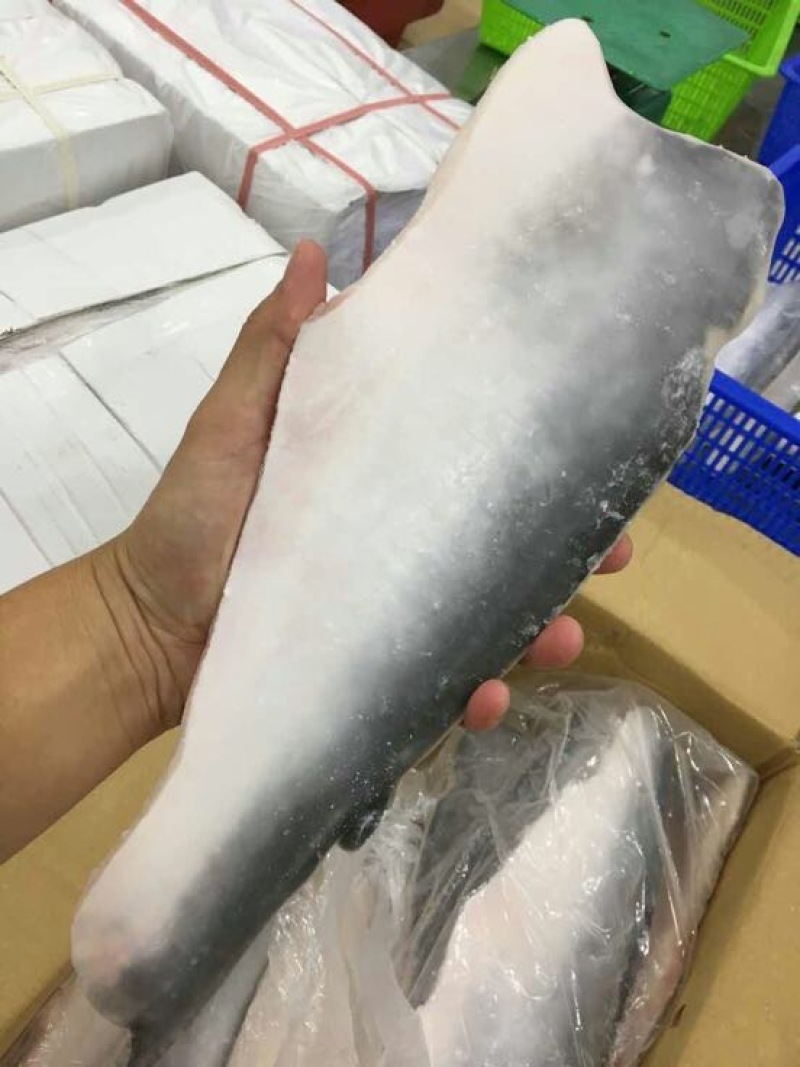 巴沙鱼