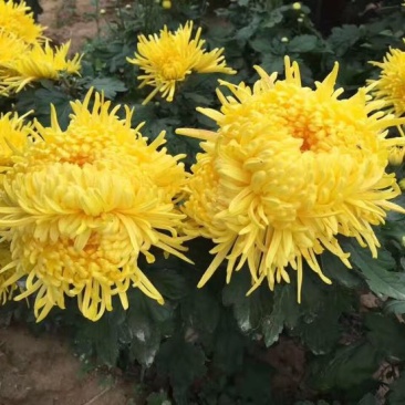 皇菊茶特级