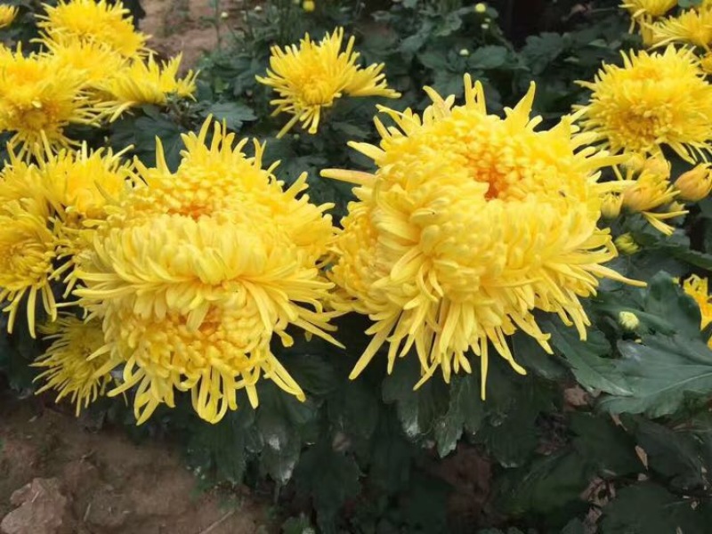 皇菊茶特级