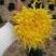 皇菊茶特级