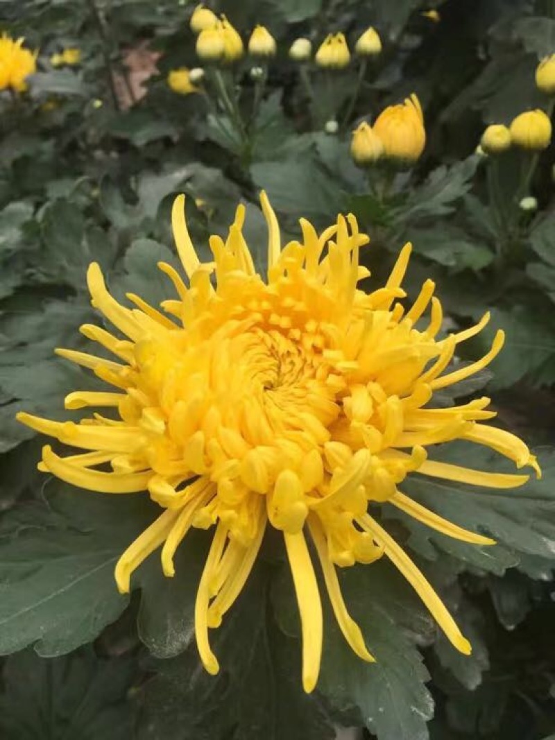 皇菊茶特级
