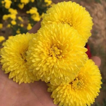 皇菊茶特级